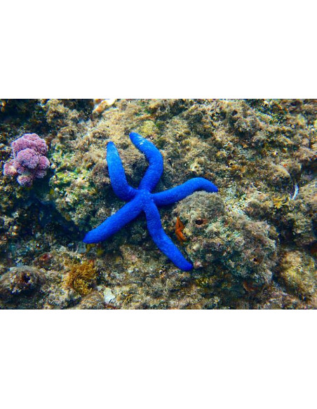 LINCKIA LAEVIGATA