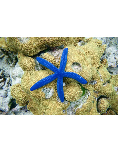 LINCKIA LAEVIGATA
