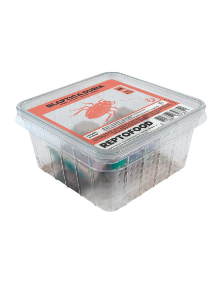 REPTO BLATTES  BOX