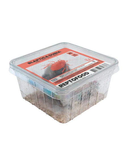 REPTO BLATTES  BOX