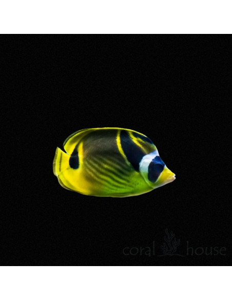 CHAETODON LUNULA