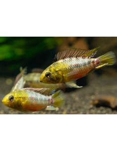 APISTOGRAMMA HONGSLOI RED