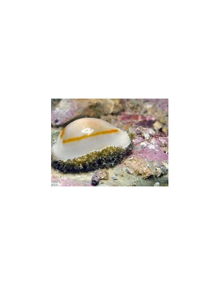 CYPRAEA ANNULUS