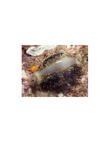 CYPRAEA ANNULUS