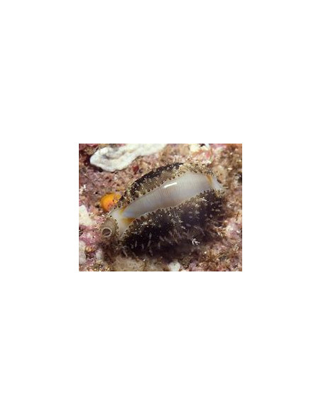 CYPRAEA ANNULUS