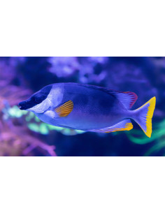SIGANUS MAGNIFICUS