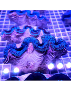 Tridacna maxima Ultra blue pacific 12-15 cm