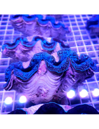 Tridacna maxima Ultra blue pacific 12-15 cm