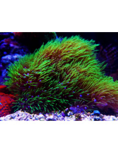 BRIAERUM  /  PACHYCLAVULARIA  spp green, bouture