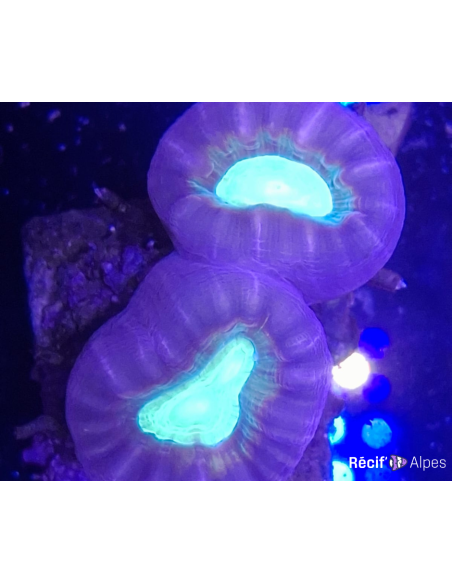 Caulastrea Curvata