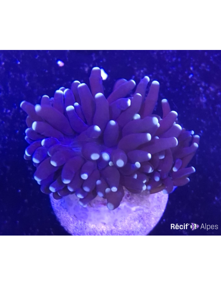 Euphyllia black torch