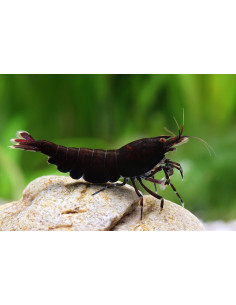 Caridina Black Choco