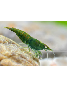 Neocaridina davidi Green Fire