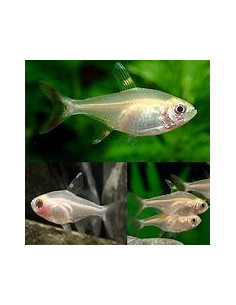 PRISTELLA MAXILLARIS gold
