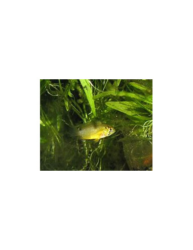 APISTOGRAMMA BORELLI