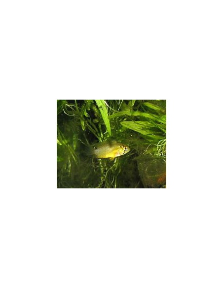 APISTOGRAMMA BORELLI
