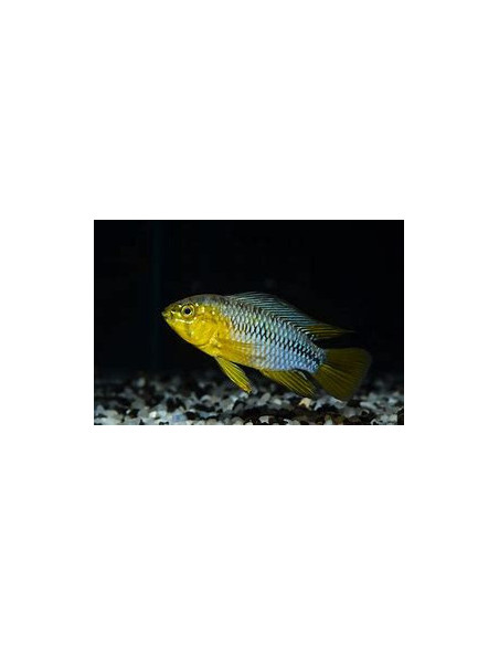 APISTOGRAMMA BORELLI
