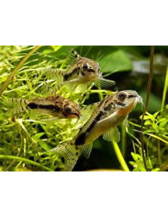 CORYDORAS HABROSUS
