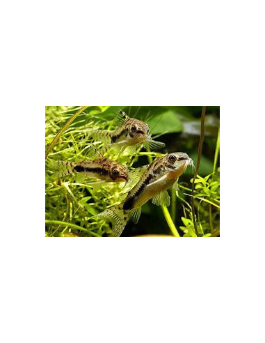 CORYDORAS HABROSUS
