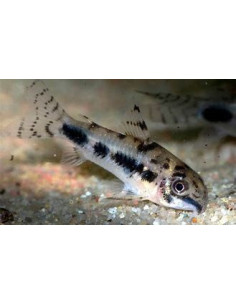 CORYDORAS HABROSUS