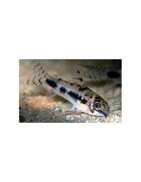 CORYDORAS HABROSUS
