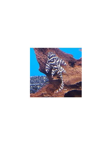 HYPANCISTRUS L066