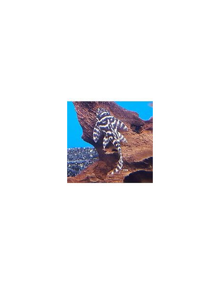 HYPANCISTRUS L066