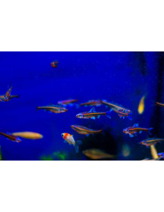 NOTROPIS CHROSOMUS
