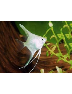 PTEROPHYLLUM SCALARE PLATINUM SILVER