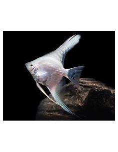 PTEROPHYLLUM SCALARE PLATINUM SILVER