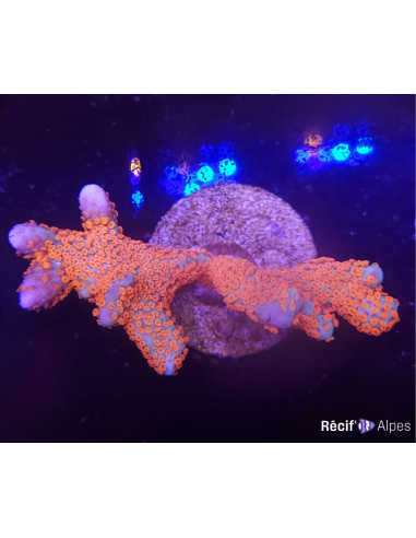 Montipora Digitata orange