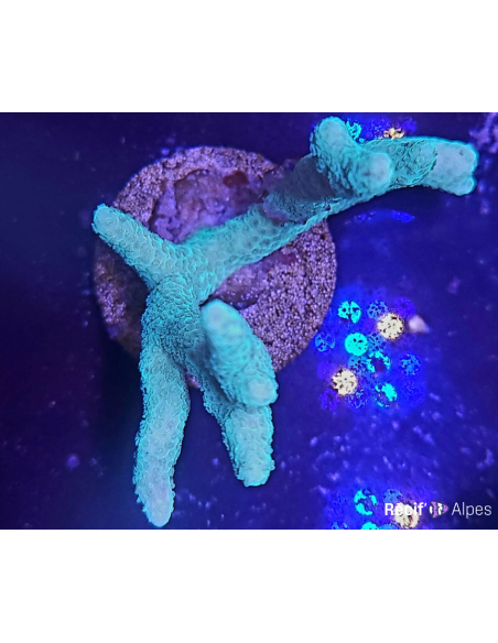 Montipora Digitata vert
