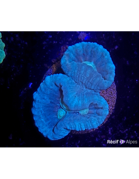 Caulastrea furcata bleu