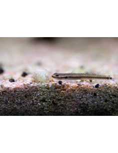 STIPHODON SEMONI BLUE