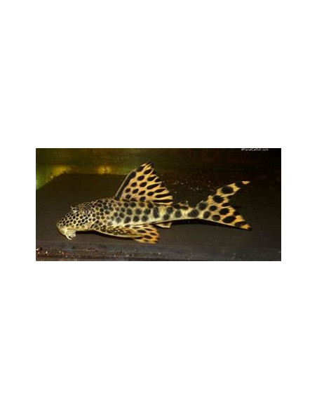 PECKOLTIA SABAJI L075