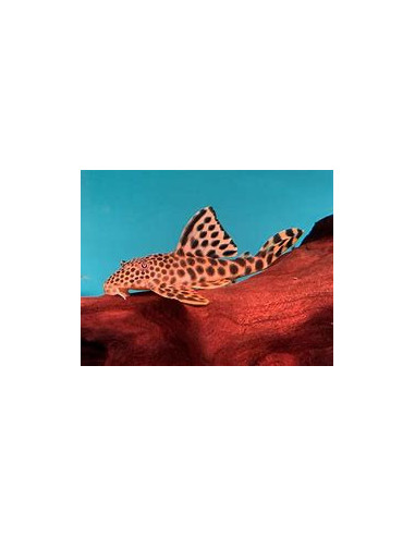 PECKOLTIA SABAJI L075