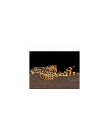 PECKOLTIA SABAJI L075