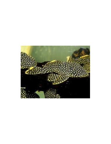 BARYANCISTRUS XANTHELLUS L081