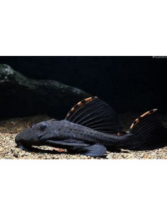 LEPORACANTHICUS TRIACTIS L091