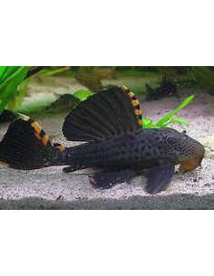 LEPORACANTHICUS TRIACTIS L091