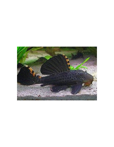 LEPORACANTHICUS TRIACTIS L091