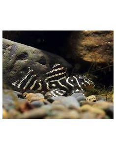 HYPANCISTRUS L340