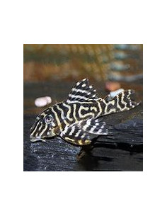 HYPANCISTRUS L340