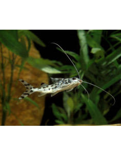 PIMELODUS PICTUS