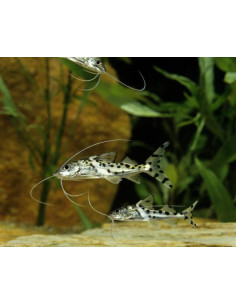 PIMELODUS PICTUS