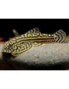 SEWELLIA LINEOLATA