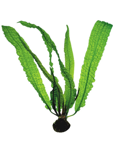APONOGETON boivinianus BULBE + FEUILLE