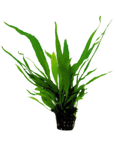 MICROSORUM SP   FOUGERE DE JAVA