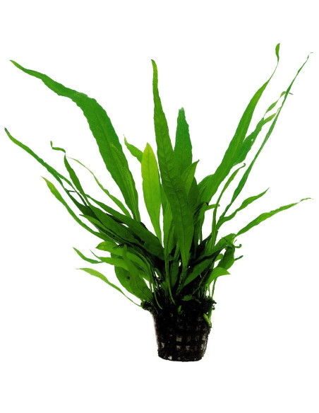 MICROSORUM SP   FOUGERE DE JAVA