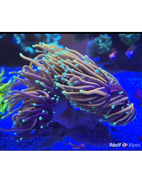 Euphyllia glabrescens hellfire